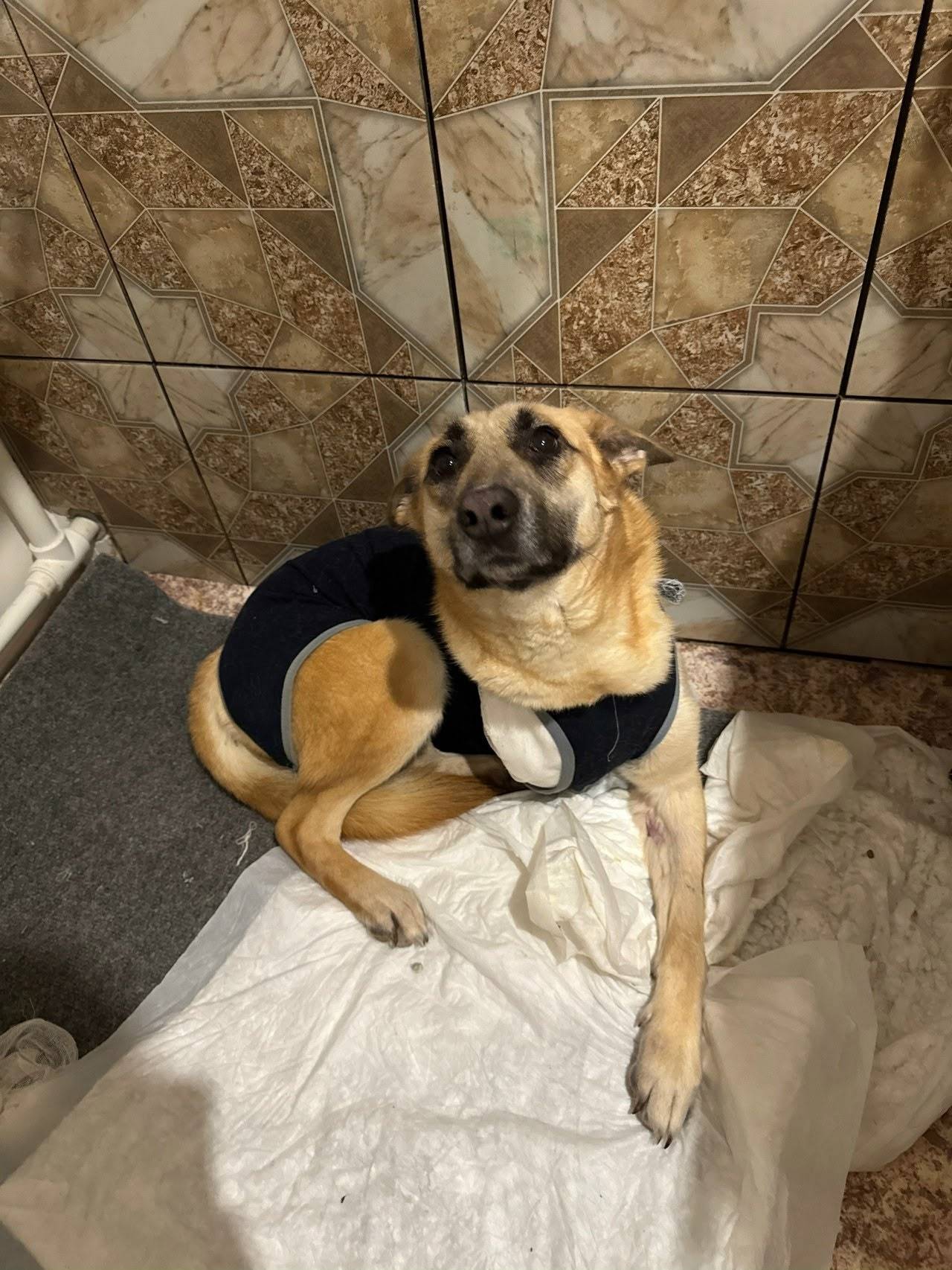 Пропала собака-инвалид, Минеево, Иваново