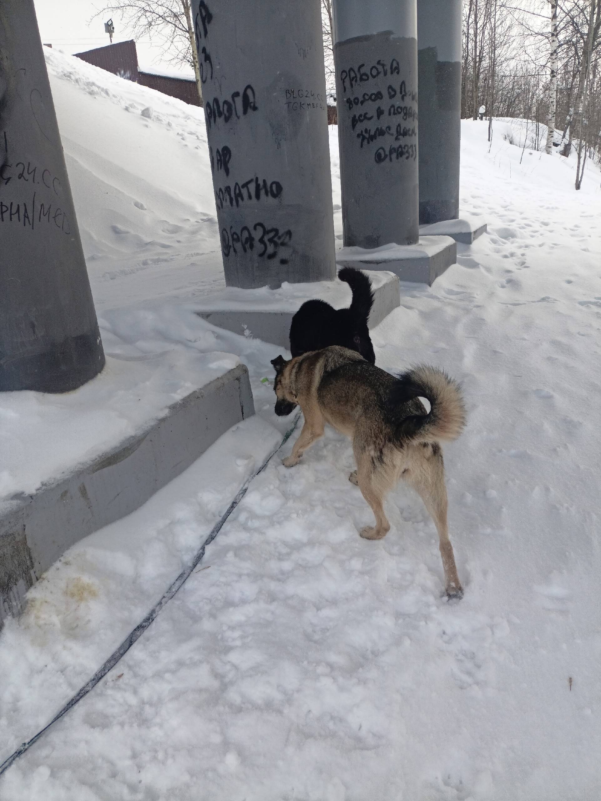 Пропал кобель, Лен. Шоссе