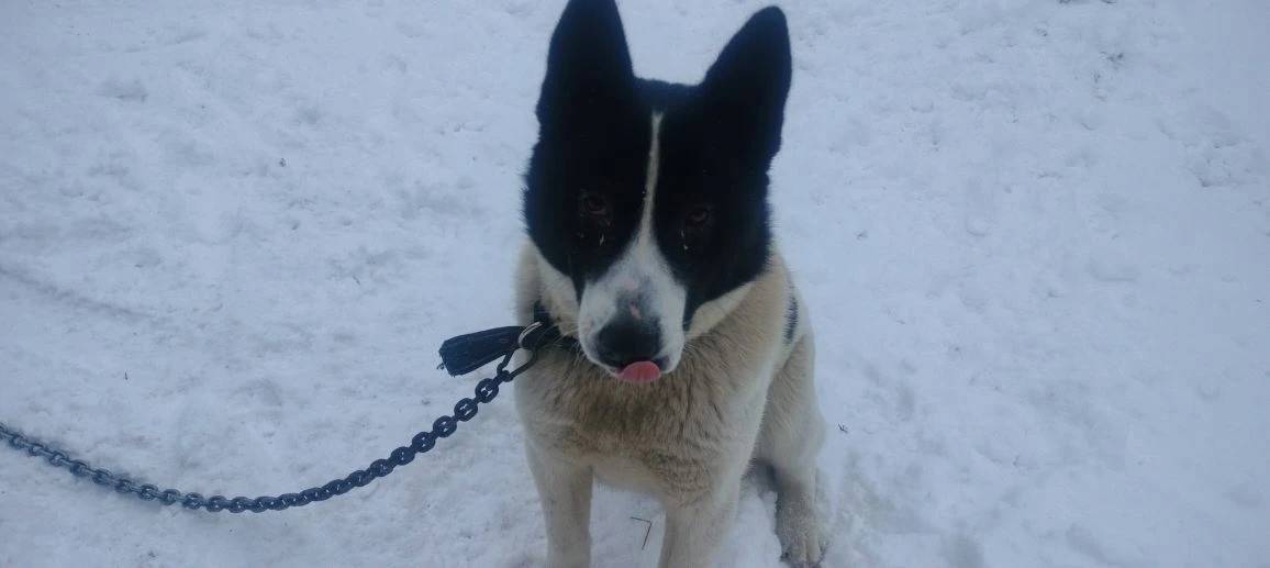 Пропала собака, Благовещенск, село Николаевка