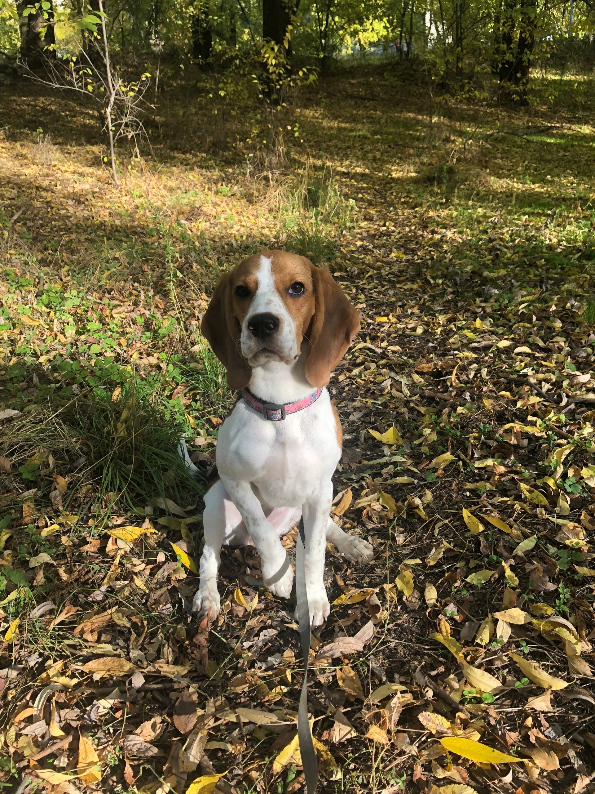 Пропала собака Касю, парк