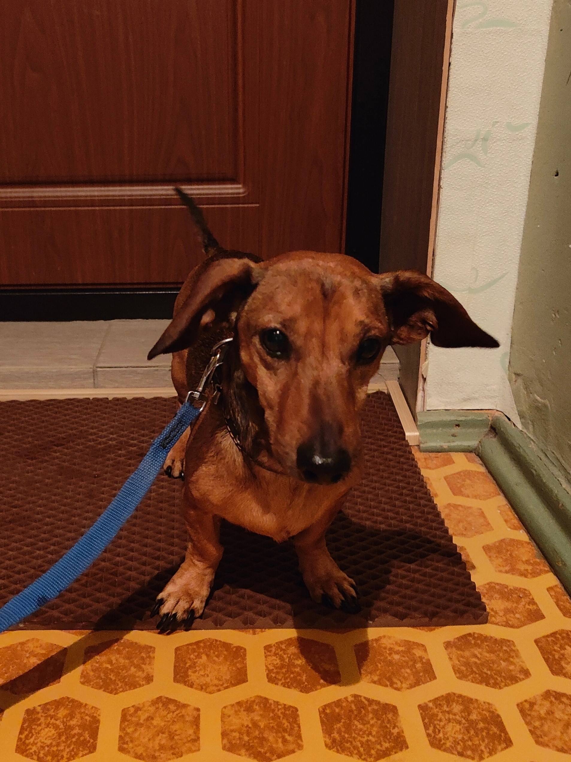 Найден метис мини-такса, Нововятск