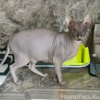Пропал сфинкс, серый кот, район прп