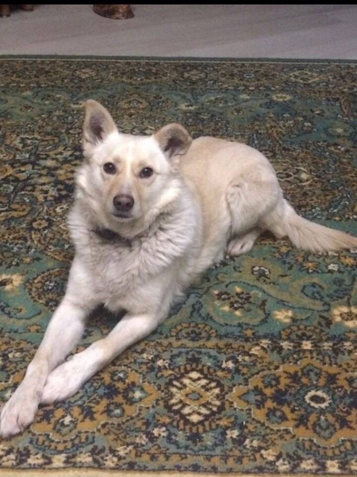 Пропала собака, район 175 универсама