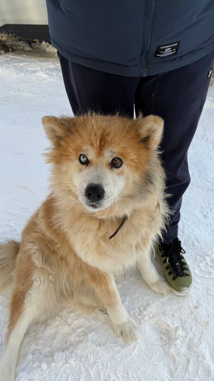 Найден пёс, улица Волгостроя