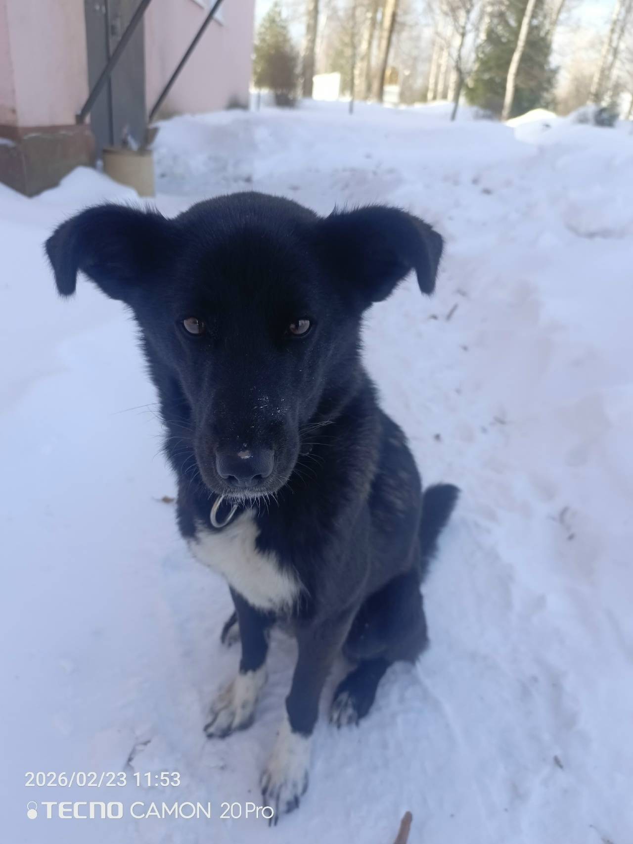 Пропал пёс в ошейнике, посёлок Середейский