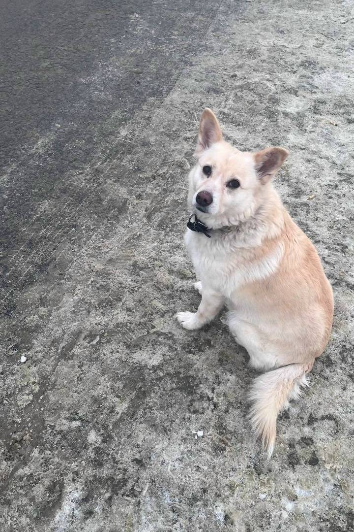 Пропала собака, может быть в любом районе города