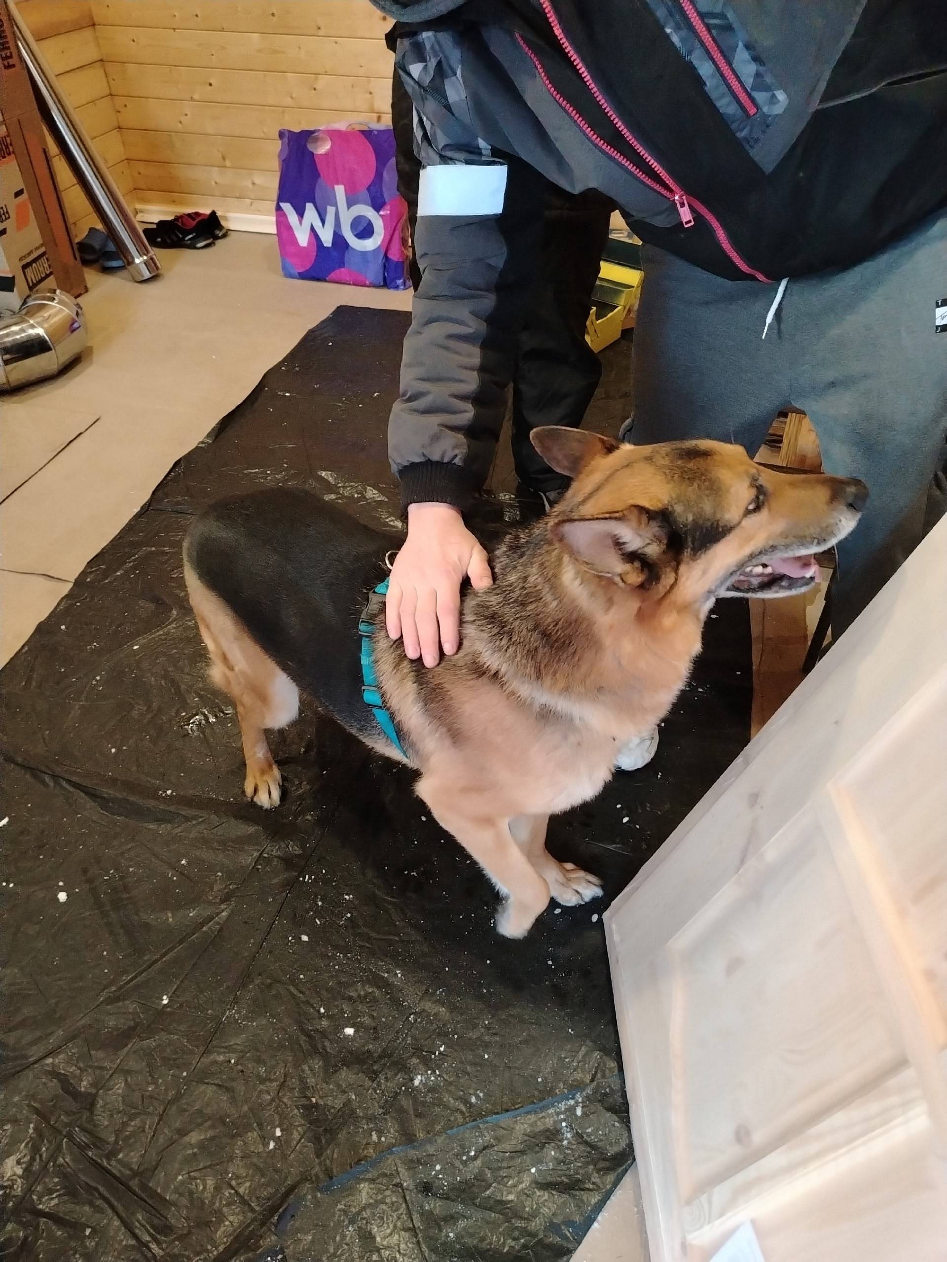 Найден тип собака, 9 Мая