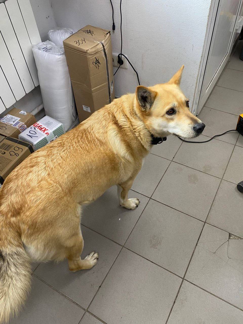 Найден а собака, Дедовск