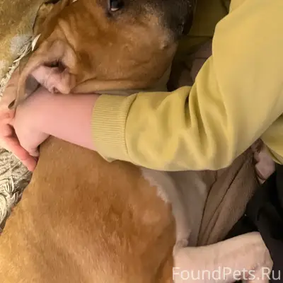 Пропала собака Рианна, Садовая 20а