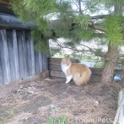 Пропал кот Яша, поселок Сосновый