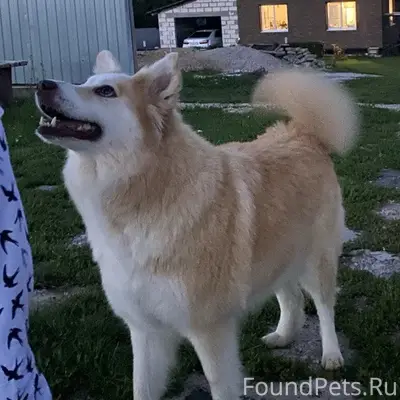 Пропала собака Моня