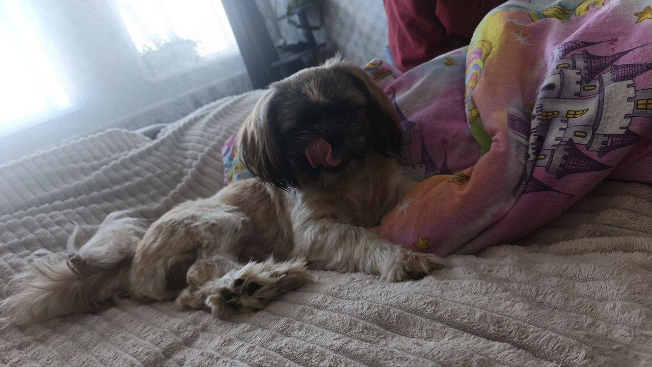 Пропал пёс Мишка