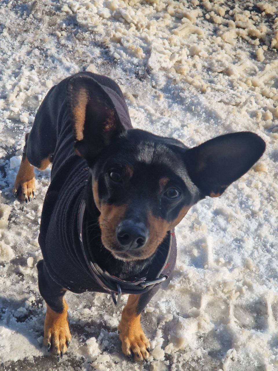 Найден пёс, Новая Усмань/Бабяково