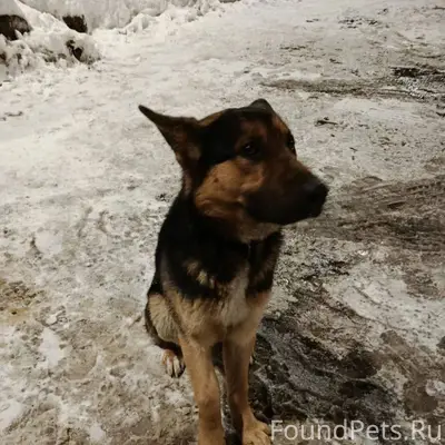 Найден щенок! Срочно ищем хозяина