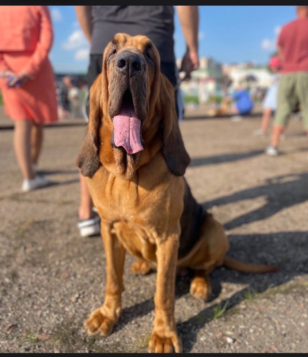 Пропал бладхаунд Арчи, Глущенки, красный бор