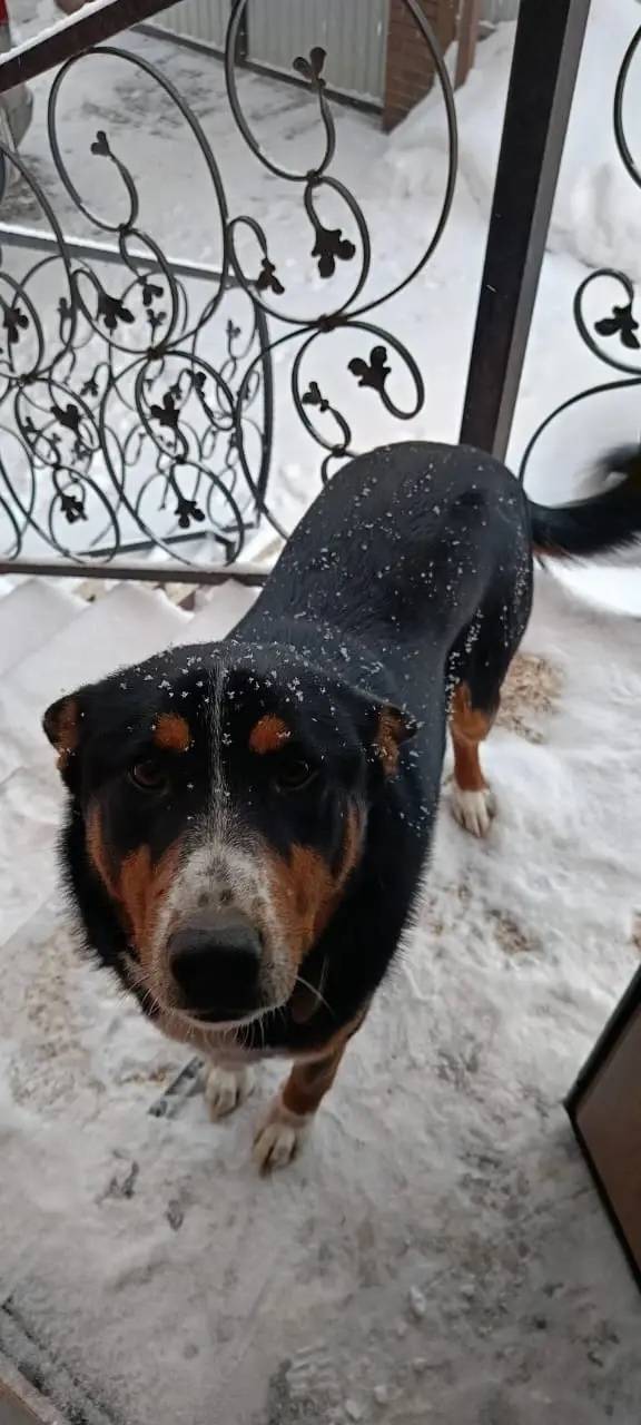 Пропал кобель Агат, Коломна