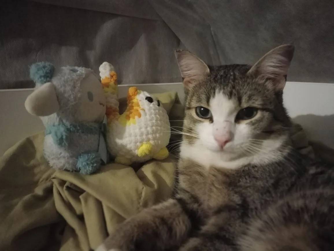 Пропал кот, Октябрьский район