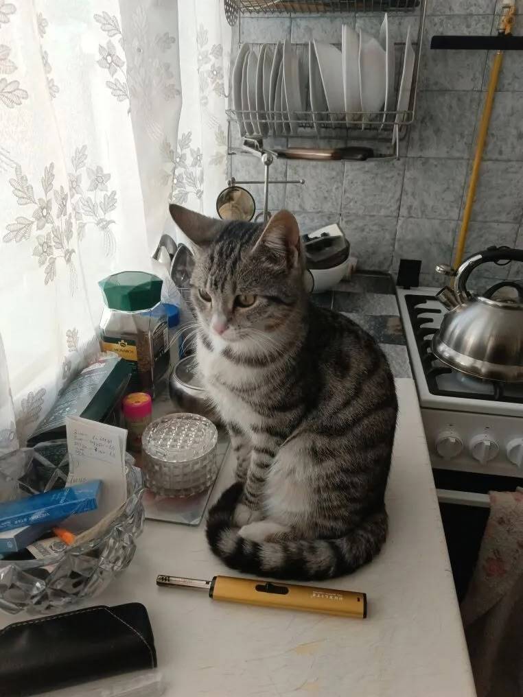 Пропал кот, район Августовских Событий 74