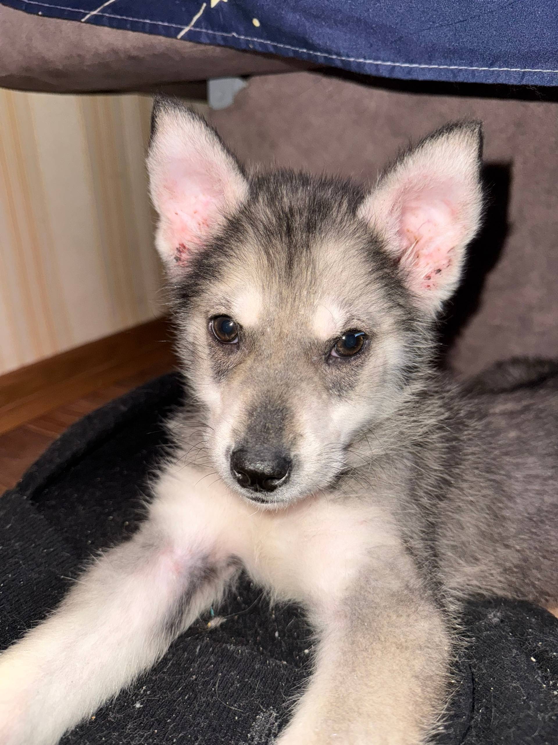 Пропал щенок Стич, Саранск, Химаш