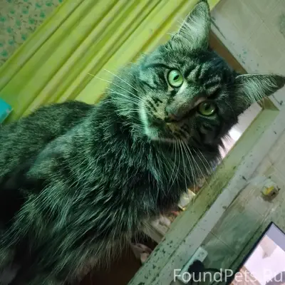 Пропал кот Рамзес, Георгиевск, улица Ленина