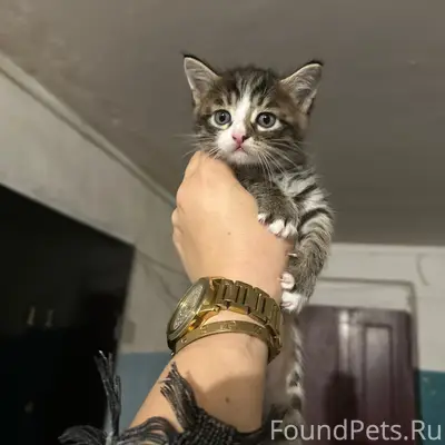 Найдены котята, Москворецкий квартал, Воскресенск