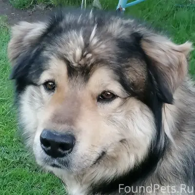 Пропал пёс Цезарь, деревня Вержино