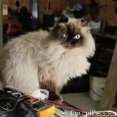 Пропал кот Барсик, ул. Шевченко