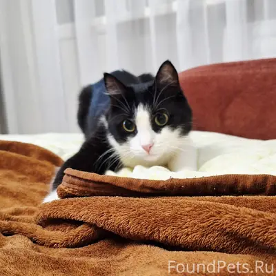 Пропал чёрно-белый кот Саня, с. Языково