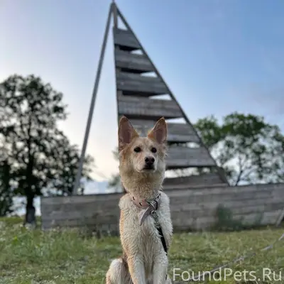 Пропала собака, возможно, розовый ошейник, Кошевого, 6