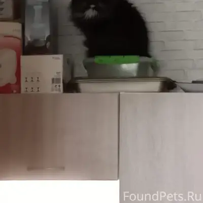 Пропал кот, район Комсомольского проспекта, Тверь