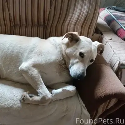 Пропал мальчик по имени Босс, ул. Сосенская