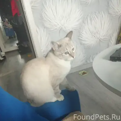 Пропала сиамская кошка Пуша, район диктора Левитана