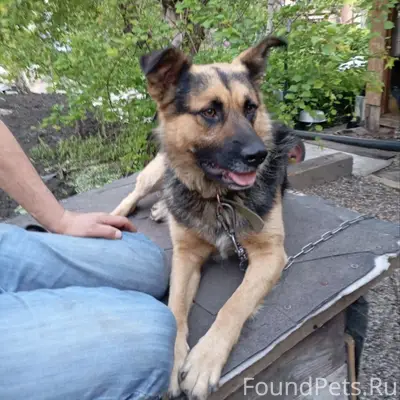 Пропал пес, СНТ Дружба, Радуга Вкуса