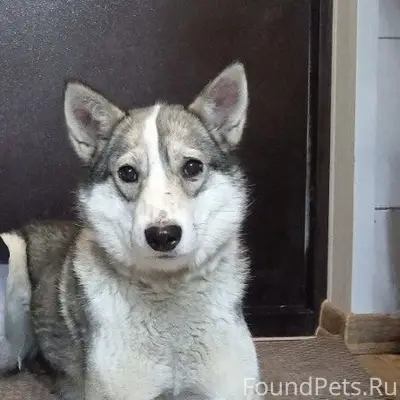 Пропали собаки, сообщите по телефону