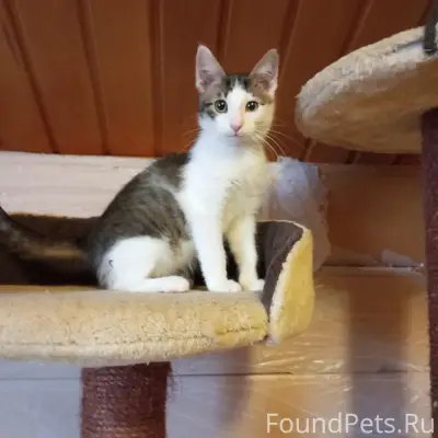 Найден котёнок Крош, Малоярославец