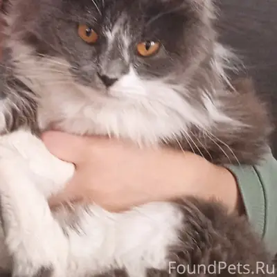 Пропала кошка Буся, Сосновый район