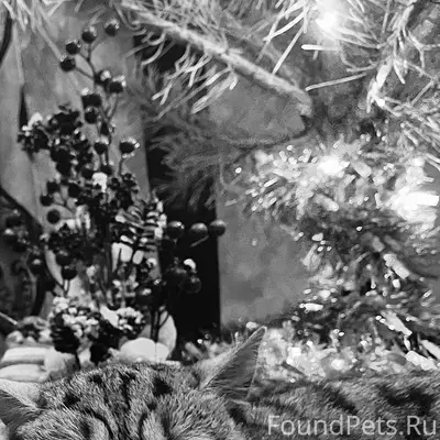 Пропала кошка Тося, улица Копылова