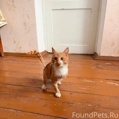 Найден рыжий котёнок Тео