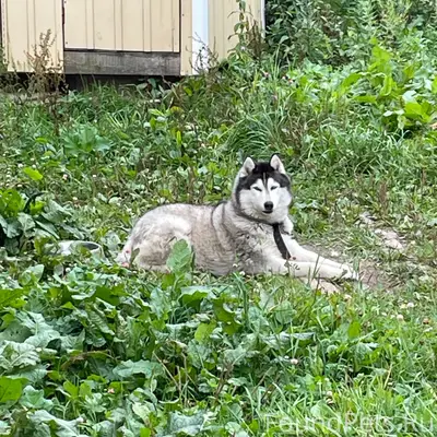 Пропал хаски Макс, Солнечногорский район