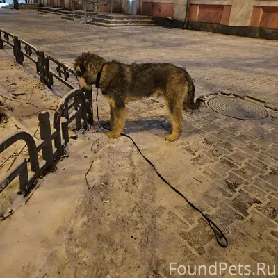 Найден породистый пёс, Ленина-Щетинкина