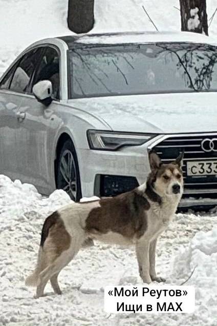 Пропал кобель, Ашхабадская, Ленина 12а