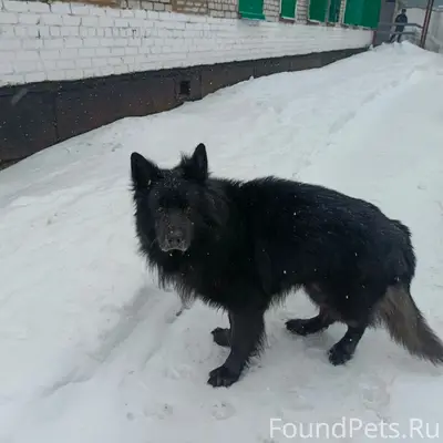Пропал Зевс, немецкая овчарка, Боровск