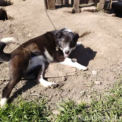 Пропала собака Боська, район ул. Чехова