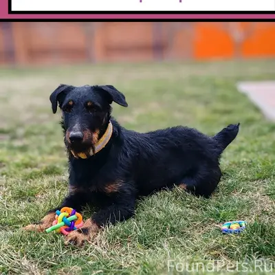 Пропал ягтерьер Рой