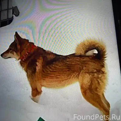 Пропала собака Яна, Билимбай