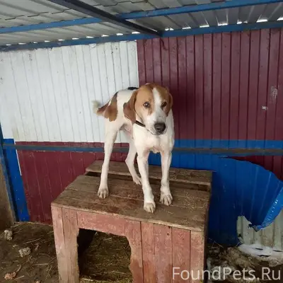 Найденна Русская гончая, автодорога М4