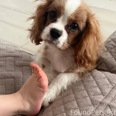 Пропал пёс Коди, район динамо, заречье