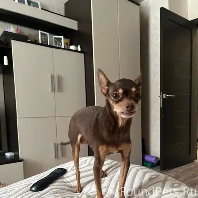 Пропала той терьер, район химик