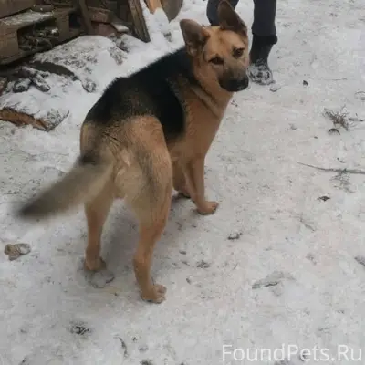 Пропал пёс, район 1 школы