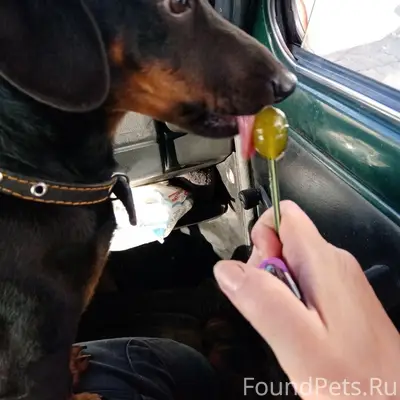 Пропала помесь таксы и ягдтерьера, без клички